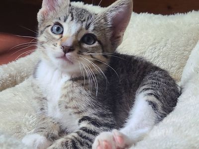 Kittens! 8 Weeks old