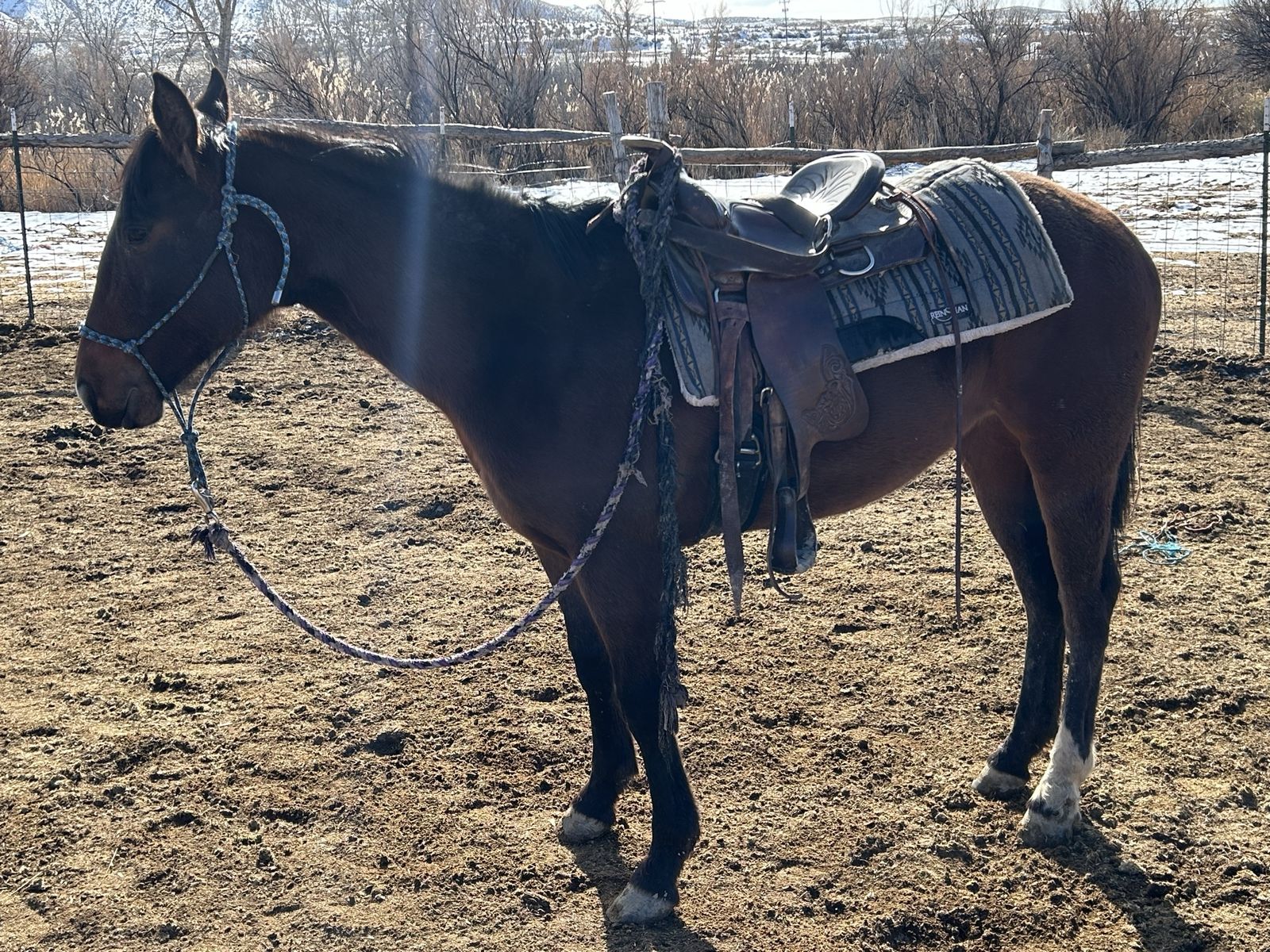 2 year old bay Filly
