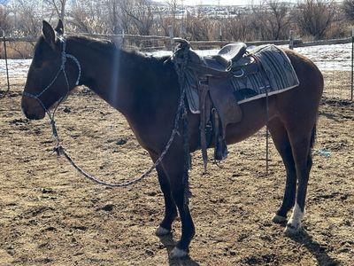 2 year old bay Filly
