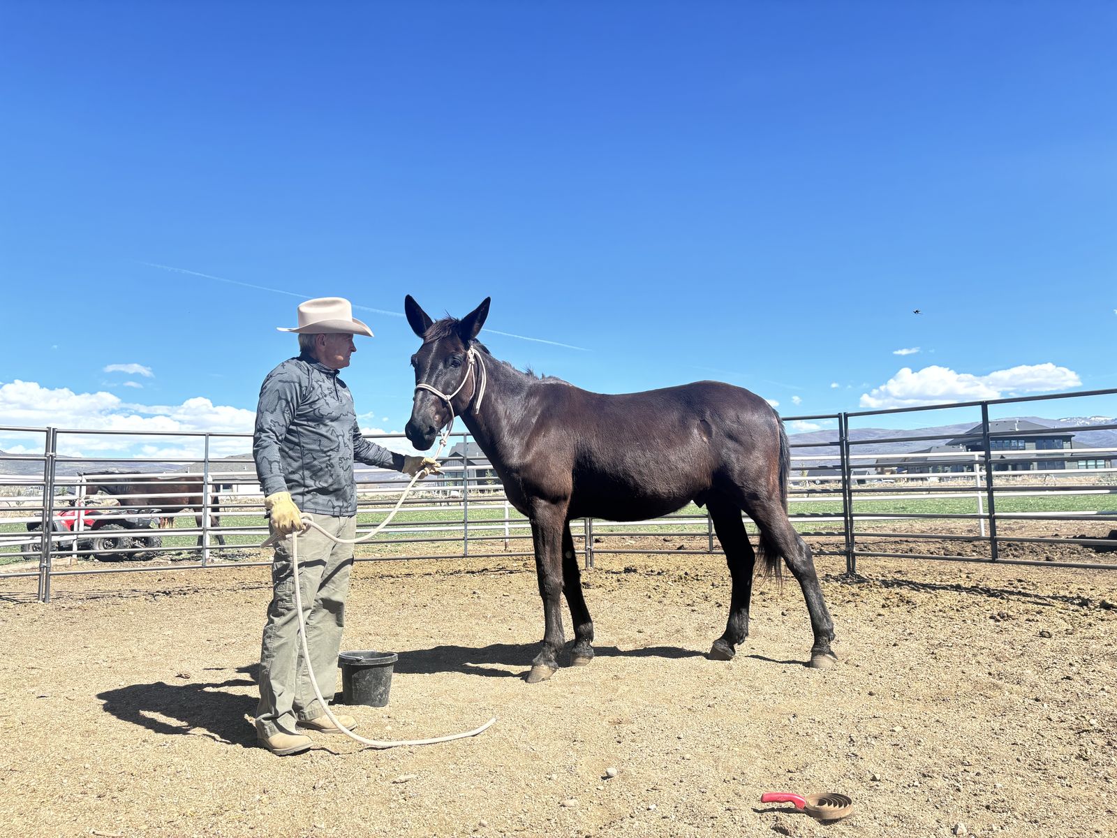 16 hand 5 Yr Old John Mule