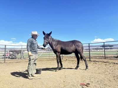 16 hand 5 Yr Old John Mule