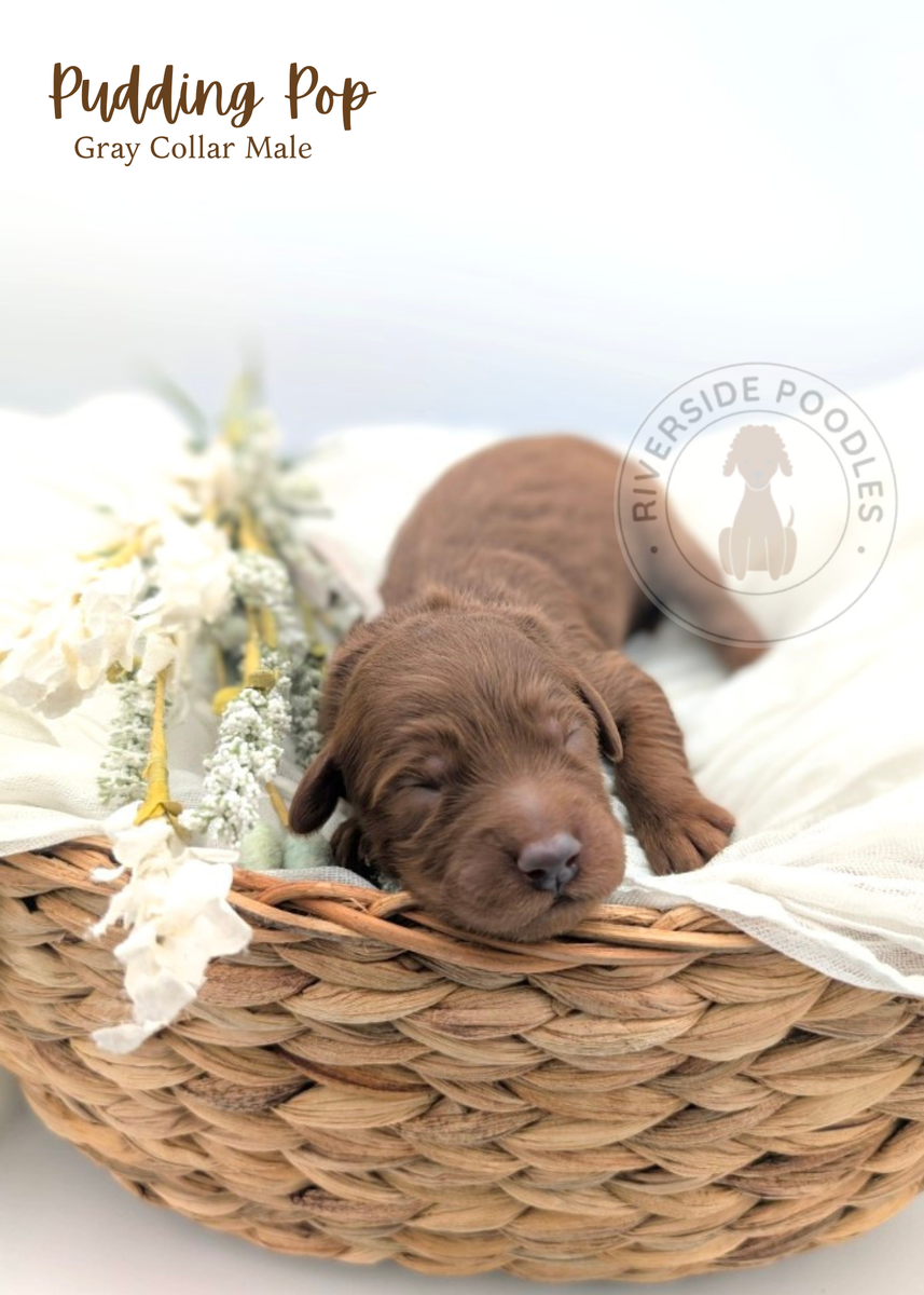 F1 Mini Goldendoodles