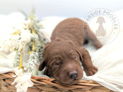 F1 Mini Goldendoodles