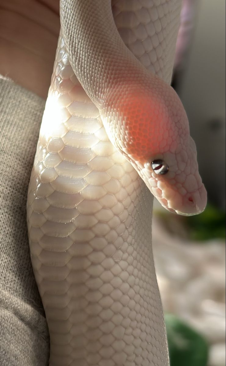 Coastal Cliffs Reptile