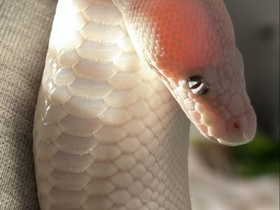 Coastal Cliffs Reptile