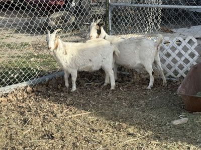 2 pregnant does for sale