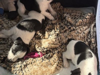 Toy schnauzer/jack mix