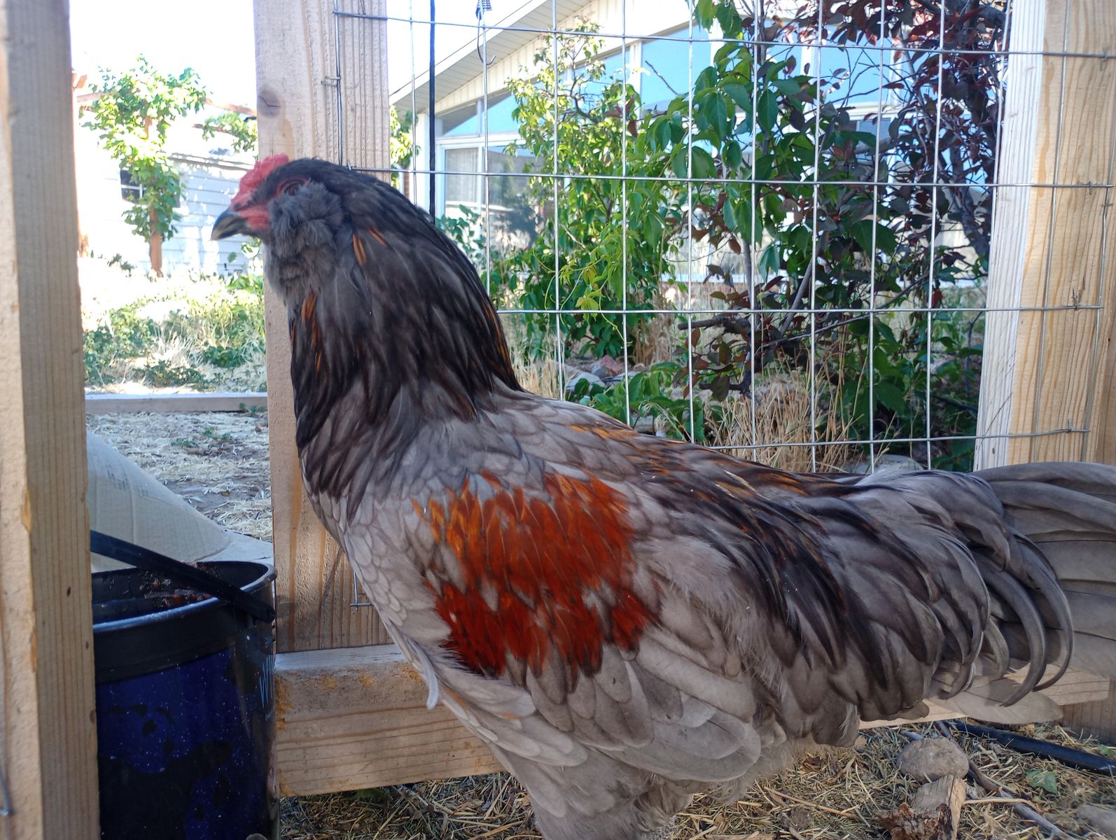 Easter Egger Rooster - FREE