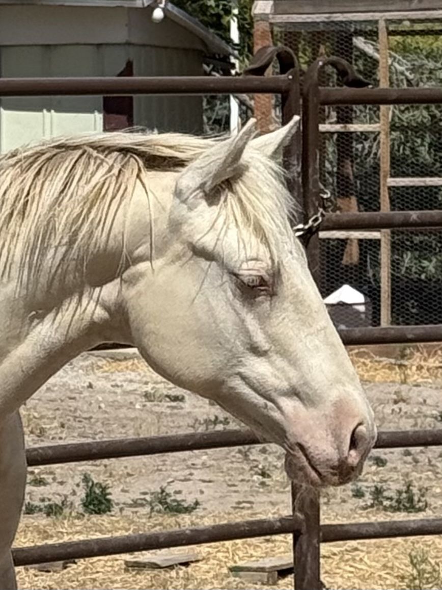 Beautiful AQHA registered Cremello stud colt