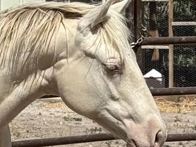 Beautiful AQHA registered Cremello stud colt