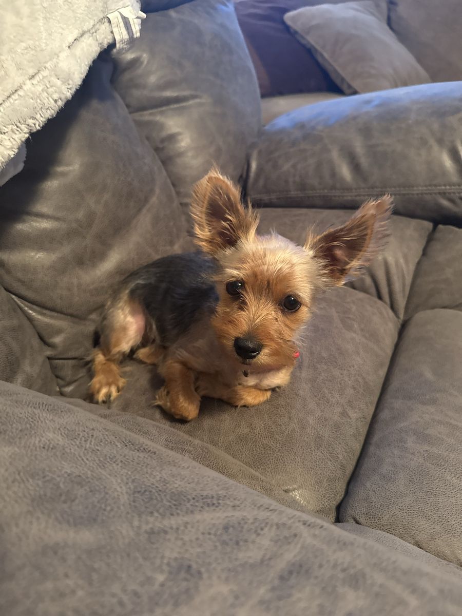 Yorkie