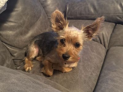 Yorkie