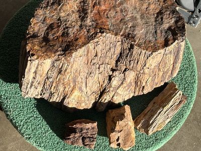 Petrified Wood Tree Trunk