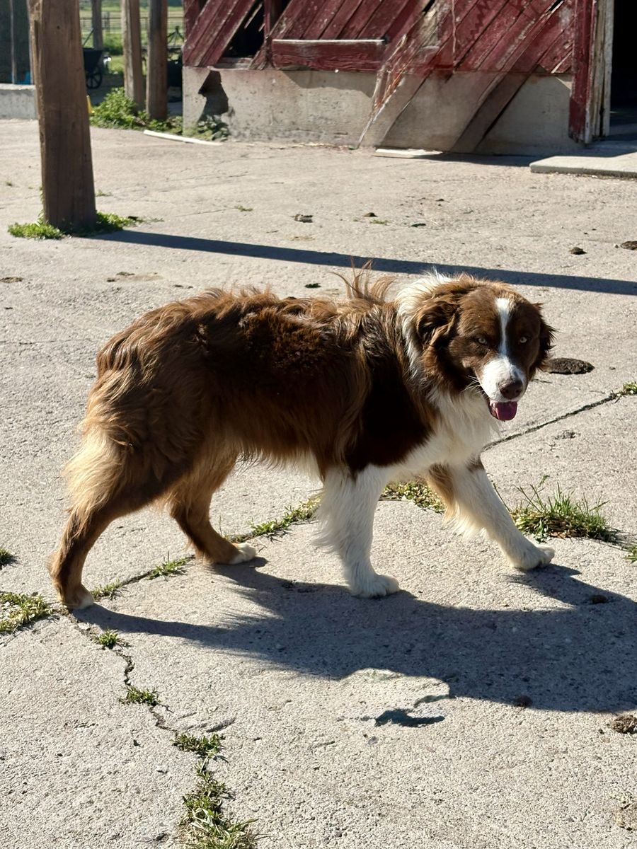 ASCA/AKC Male Stud