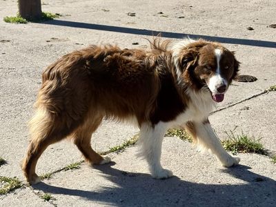 ASCA/AKC Male Stud