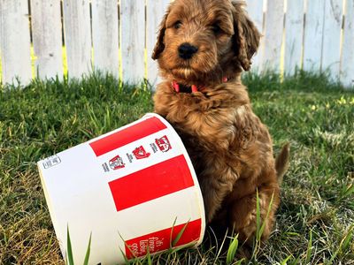 Mini Goldendoodle Puppies