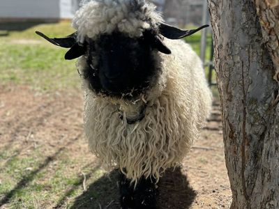 Valais F3 Ewe