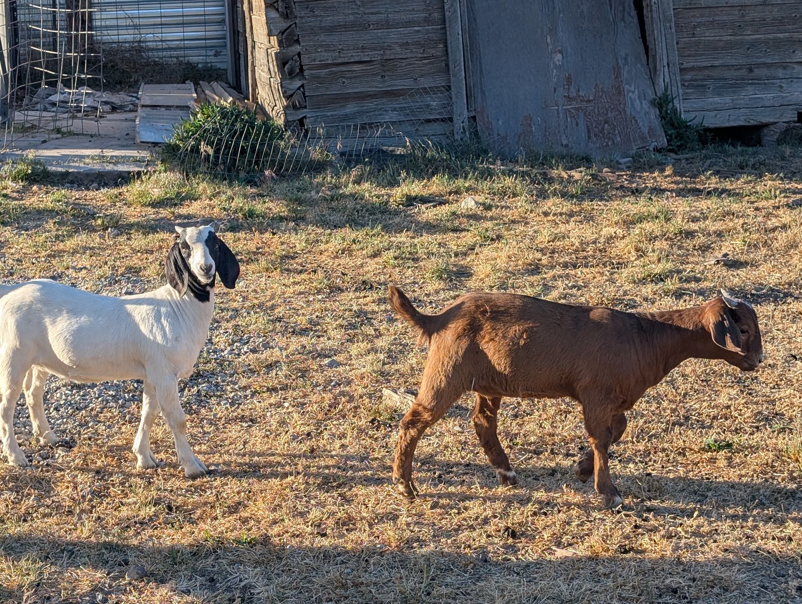 Boer goat doelings