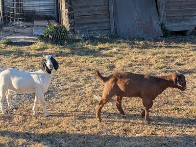 Boer goat doelings