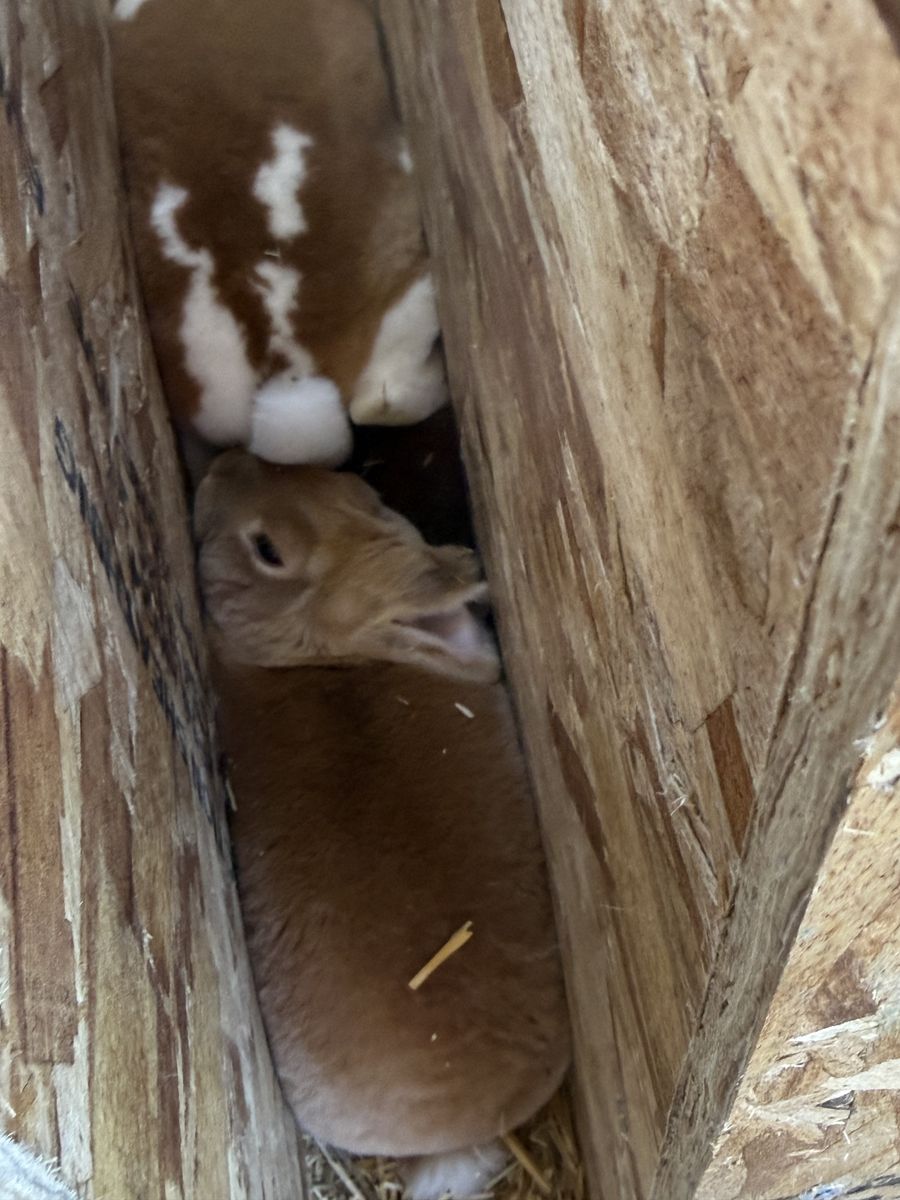 Rex Bunnies