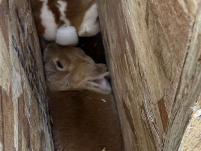 Rex Bunnies