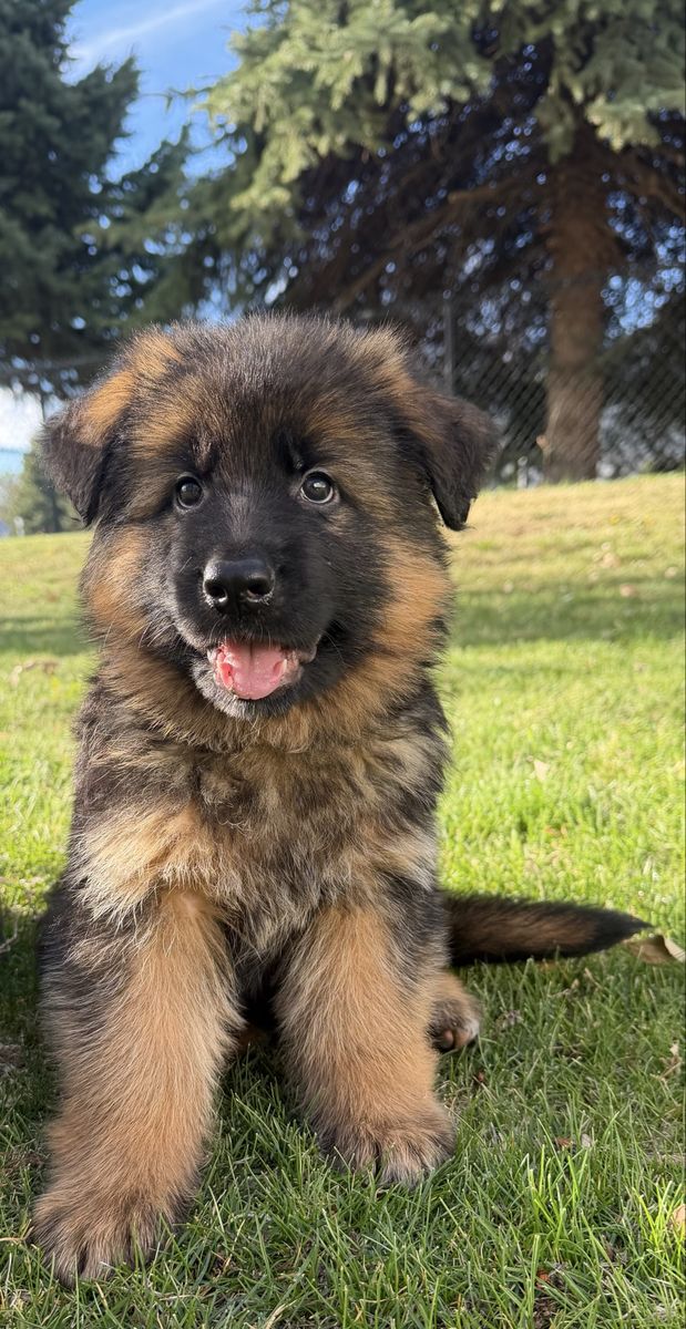8 week old German Shepherd Puppies
