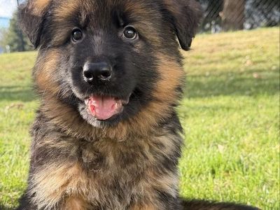 8 week old German Shepherd Puppies