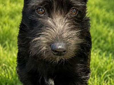 Miniature Schnorgi puppy for sale