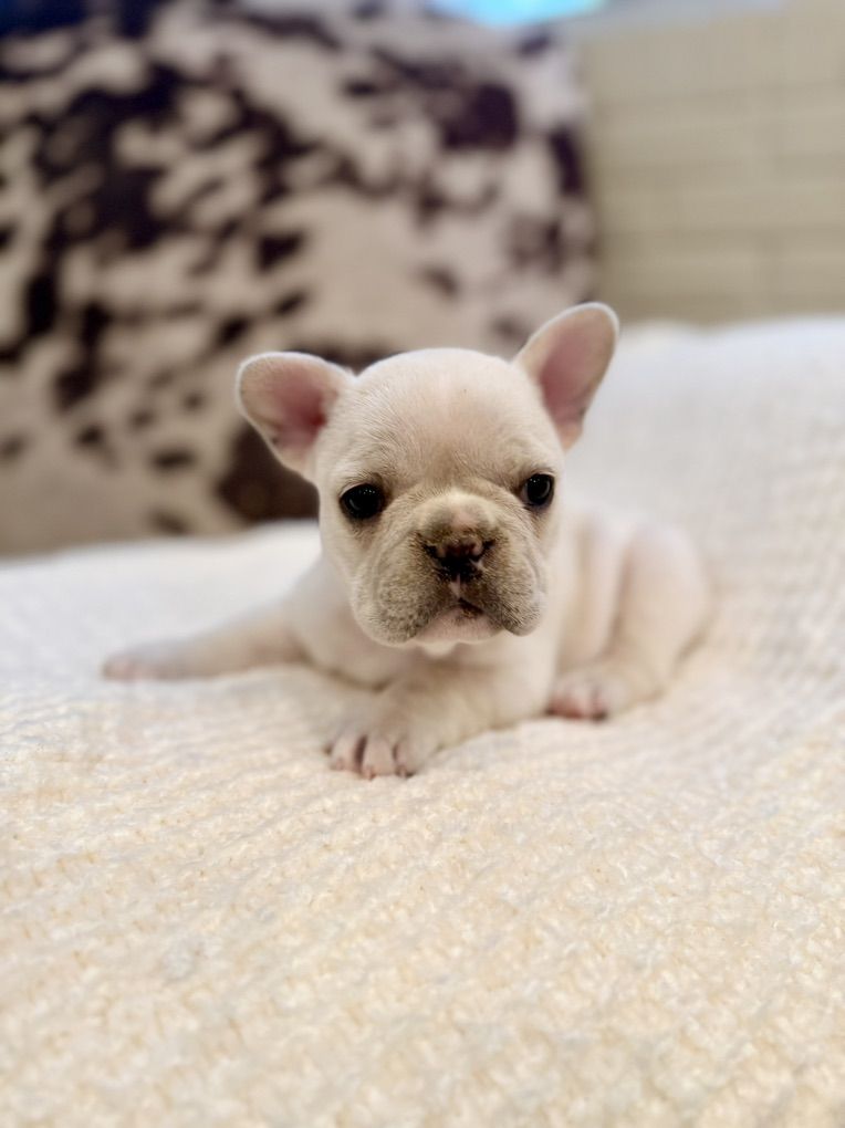 AKC French Bulldog Frenchie Puppies