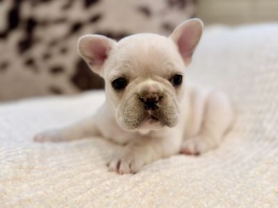 AKC French Bulldog Frenchie Puppies