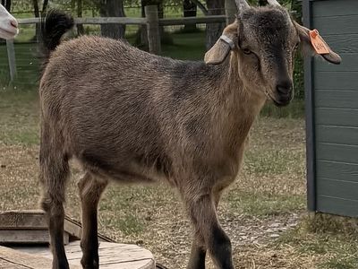 Spanish Goat