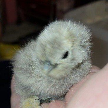 Silkie Chicks - straight run
