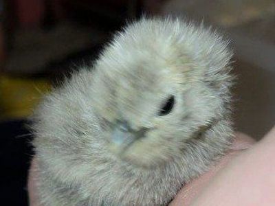 Silkie Chicks - straight run