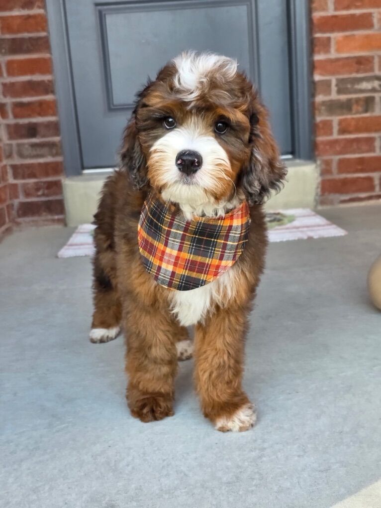 Hard To Find, Sable Merle Austrailuan Mtn Doodle