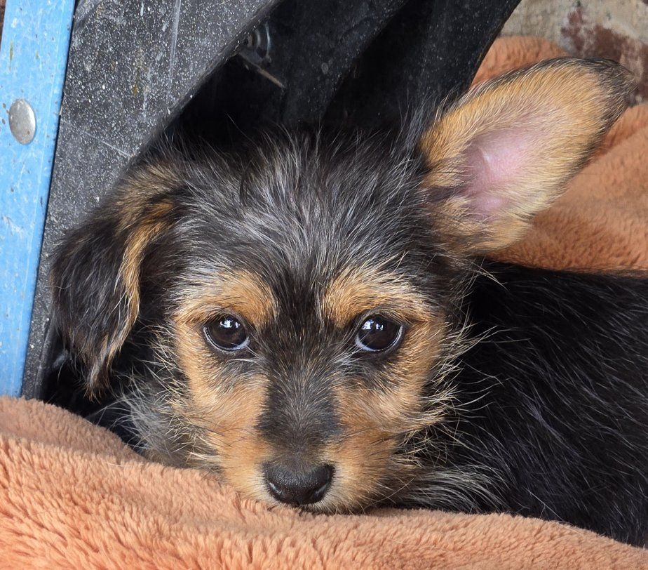 Baby Ewok (Yorkie cross)