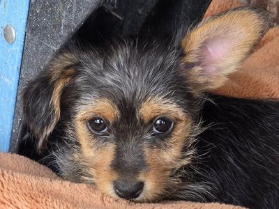 Baby Ewok (Yorkie cross)