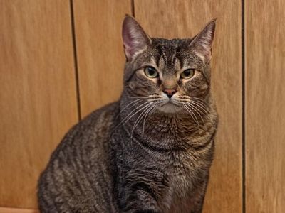 DOMESTIC SHORT HAIR