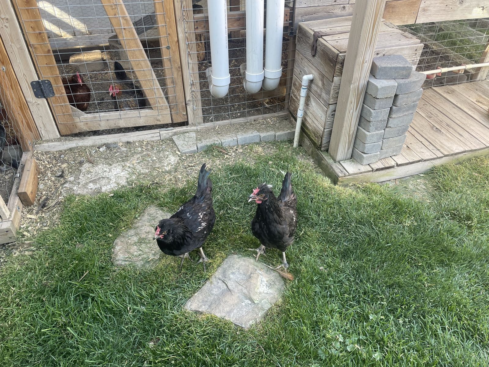 Two Black Roosters , Farm Fresh Poultry