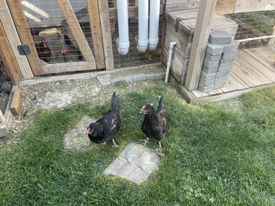 Two Black Roosters , Farm Fresh Poultry