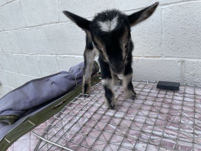 Nigerian dwarf buckling