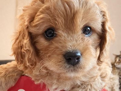 Cavapoo Puppies F1 Hypoallegenic Beauty