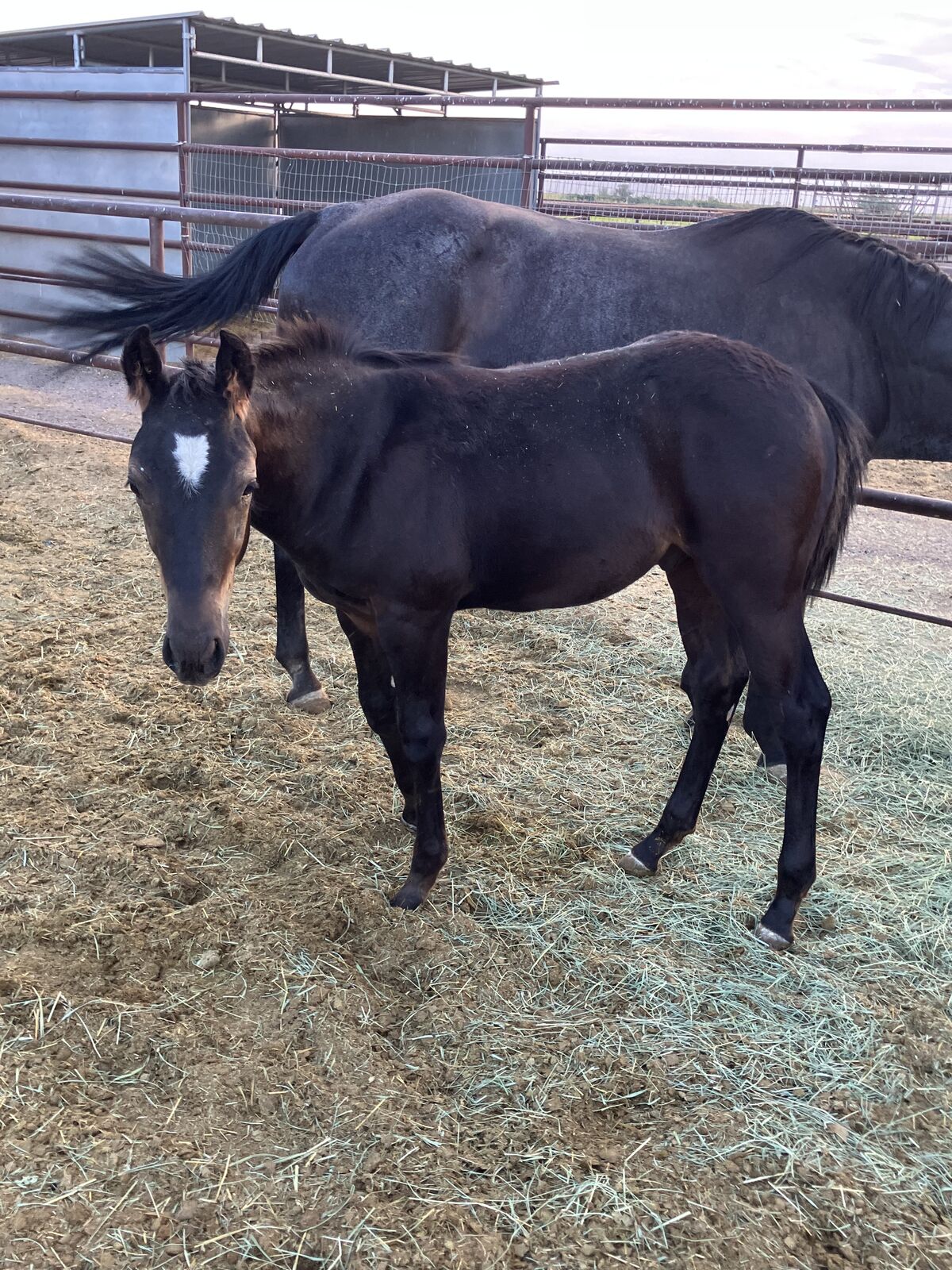 AQHA 2025 yearling Colt