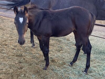 AQHA 2025 yearling Colt