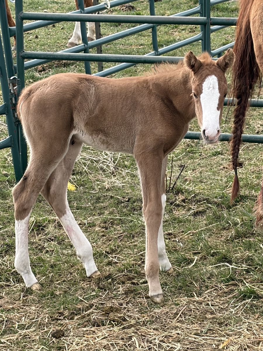2026 APHA/NRHA Foal