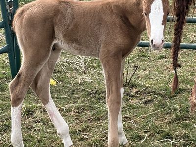 2026 APHA/NRHA Foal