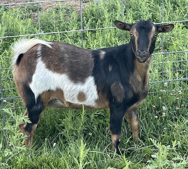 Yearling MINI FAINTING GOAT Does