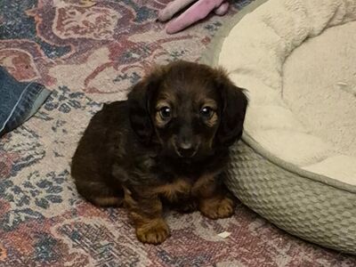Dachshund puppies