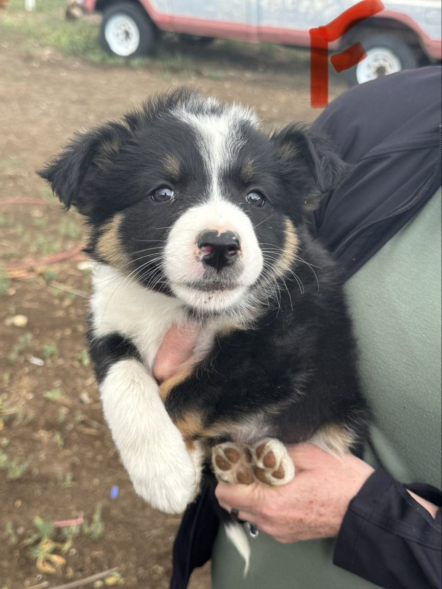 Shag/ Collie cross cow puppies!