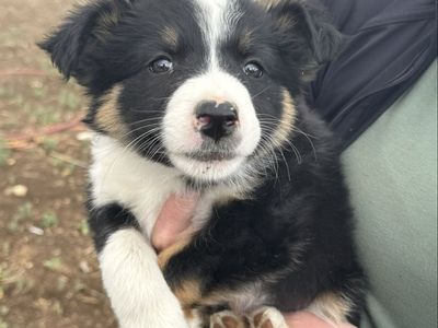 Shag/ Collie cross cow puppies!