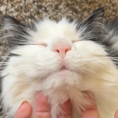 Cat Rehoming